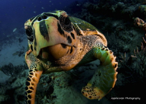 Hawksbill Turtle Checking It's "Facial Reflection" in the... by Richard Apple 